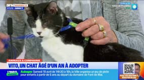 Animaux & compagnie : Vito, un chat d'un an à adopter dans Bonjour Marseille