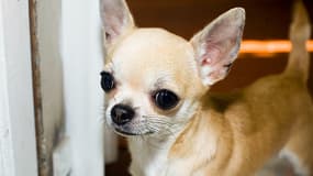 Un chihuaha en Italie en 2007. Photo d'illustration