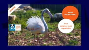 Le Centre de Sauvegarde de la Faune Sauvage LPO Occitanie - Villeyrac est à la recherche d'un responsable capacitaire faune sauvage.
