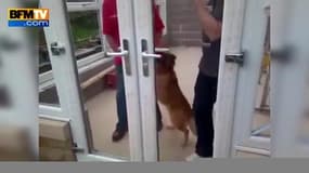 Un chien troublé par une porte sans vitres 
