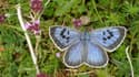 Photo sur un dépliant d'un papillon Grand Bleu (Maculinea arion)