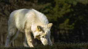 Un "loup terrible" selon la société Colossal Biosciences. 