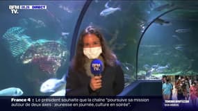 Déconfinement: l'Océarium du Croisic, en Loire-Atlantique, s'apprête à rouvrir ses portes