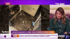 En Moselle, les rats grignotent les câbles de la fibre et privent les habitants d'internet