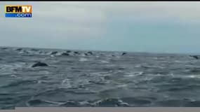 Un immense rassemblement de dauphins au large du Costa Rica