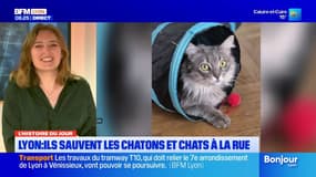 Lyon: des associations sauvent les chats à la rue
