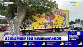Le cirque Muller et ses animaux sauvages se sont installés à Manosque