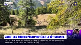 Vars: des arbres plantés par des écoliers pour protéger le Tétras Lyre