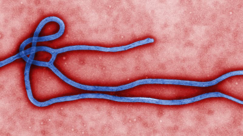 Vue colorée du virus Ebola, le 24 mars 2014