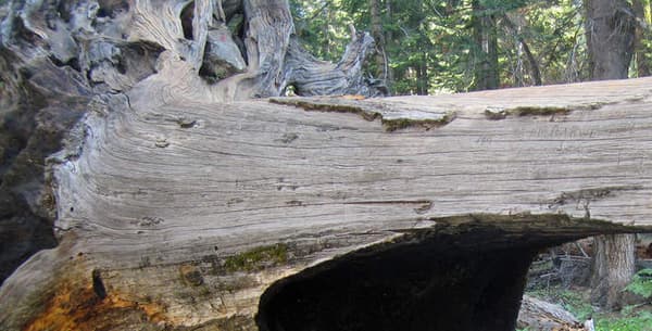Le passage d'une voiture sous le tunnel log dans le Sequoia National Park sur cette photo publiée en 2008