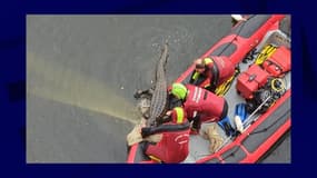 Le faux crocodile en train d'être extrait des eaux de la Dordogne, à Bergerac, lundi 22 mai 2023.