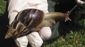 La Floride a déclaré la guerre à l'une des espèces animales les plus destructrices au monde: l'escargot géant d'Afrique, un mollusque particulièrement vorace pouvant atteindre la taille d'un rat. /Photo d'archives/REUTERS/Florida Department of Agriculture