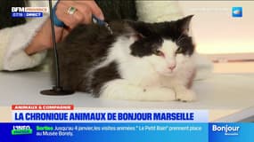 Animaux & Compagnie: Walker, un petit chat de six mois à adopter