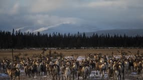 Les troupeaux de rennes subissent de plein fouet les conséquences de la hausse des températures dans l'arctique (ILLUSTRATION)