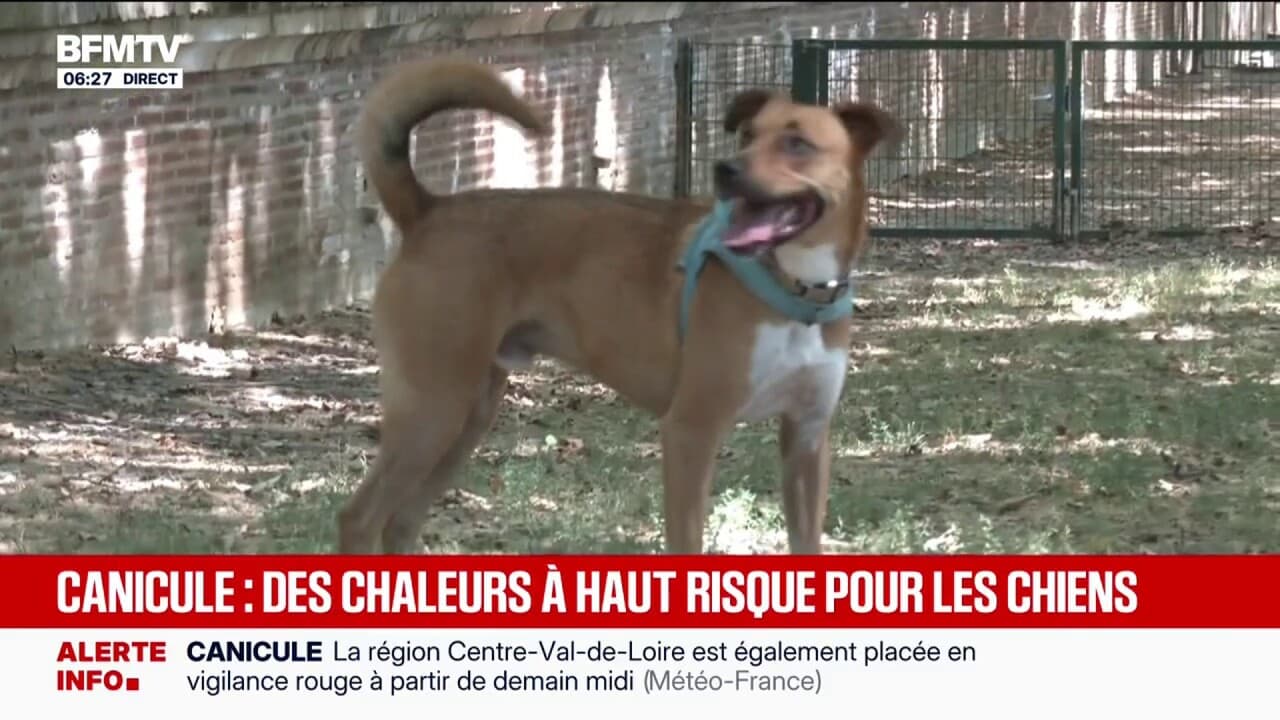 Sıcak Hava Dalgası: Aşırı Sıcaklarda Köpekler Sıcak Çarpması Yaşıyor