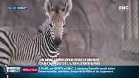 Un bébé zèbre découvre le monde dans un zoo américain