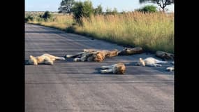 Afrique du Sud: ces lions profitent de l'absence des touristes pour faire la sieste sur la route