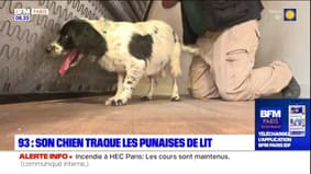 Seine-Saint-Denis: son chien traque les punaises de lit