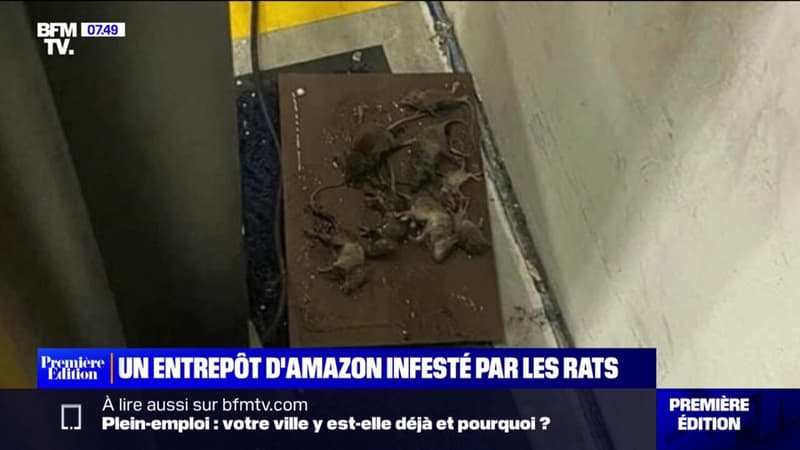 Un entrepôt d'Amazon infesté par des rats près d'Orléans