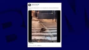 Le tweet d'Aurélien Véron sur un "surmulot obèse" à Paris, qui est en fait un ragondin italien.