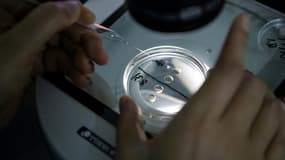 La fécondation in vitro (FIV) consiste à inséminer en laboratoire un ovule avec un spermatozoïde, l'ovule fécondé étant par la suite implanté dans l'utérus de la mère