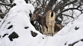 Une entreprise de Carpentras proposerait sur son site internet de chasser le chamois dans le Mont Ventoux. Photo d'illustration AFP