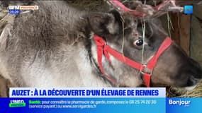 Auzet : à la découverte d'un élevage de rennes avant Noël