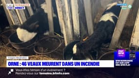 Orne: 46 veaux meurent dans un incendie