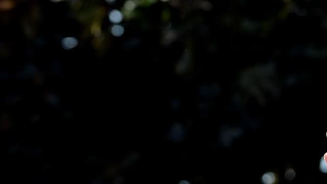 Bernie Sanders, le 5 septembre 2016, lors d'un événement de soutien à Hillary Clinton,  dans le New Hampshire. 