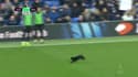 Premier League – Un chat noir s’invite sur la pelouse d’Everton