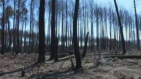 L'incendie de Vidauban a ravagé 600 hectares de forêt ce mois de juin 2024.