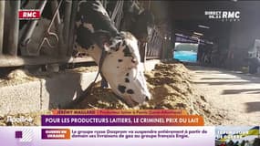 Les producteurs de lait réclament l'augmentation du prix de la brique