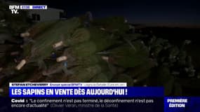 Les producteurs de sapins soulagés après l'autorisation de vente pour Noël
