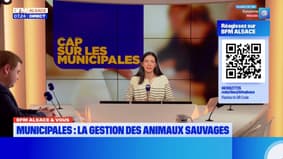BFM Alsace et Vous: la gestion des animaux sauvages, un enjeu pour les municipales