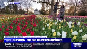 500.000 tulipes en fleurs au château de Cheverny