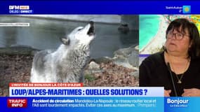 Prédation du loup: les éleveurs veulent "plus de facilité" pour exercer leur activité