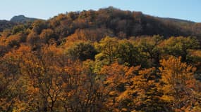 Vue aérienne de la forêt de Massane, dans le massif des Albères, le 16 novembre 2017