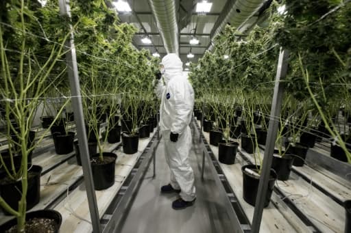 Des plants de cannabis à usage médical à Smith Falls, le 5 décembre 2016 en Ontario, au Canada Des plants de cannabis à usage médical à Smith Falls, le 5 décembre 2016 en Ontario, au Canada