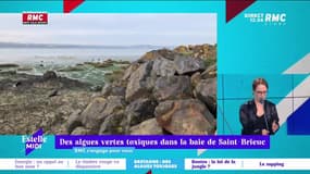 RMC s’engage pour vous : Des algues vertes toxiques dans la baie de Saint-Brieuc - 21/07