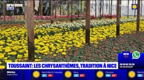 Toussaint: les chrysanthèmes pour fleurir les tombes, une tradition à Nice