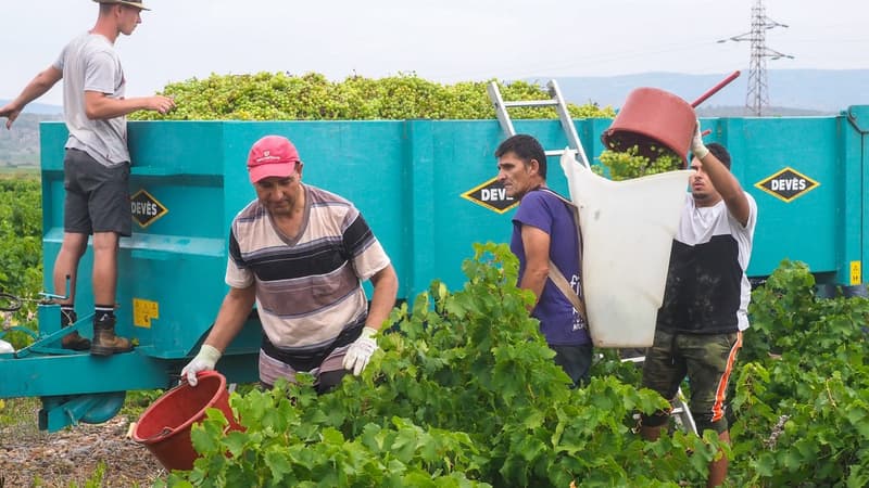 Le département de la Gironde lance une expérimentation de septembre à décembre 2019 sur le cumul du RSA et d’un emploi saisonnier, visant particulièrement le travail durant les vendanges.