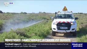 Moustiques: des opérations de démoustication commencent dans l'Hérault