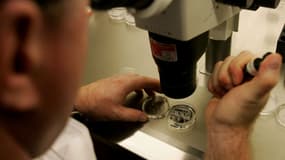 Un laboratoire de recherche sur des embryons, en 2007 aux Etats-Unis (photo d'illustration).