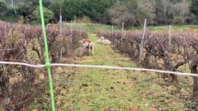 Des moutons de l'exploitation de Bormes-les-Mimosas