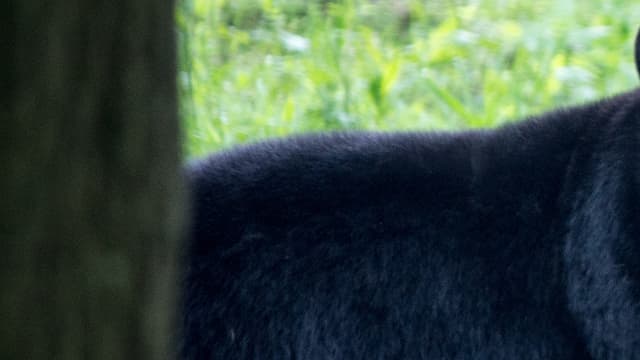 Un ours noir du parc animalier de Thoiry. (Photo d'illustration)