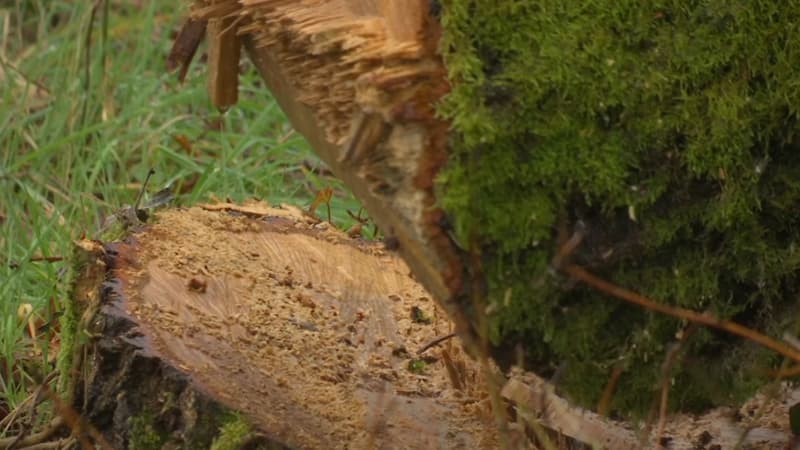 Loire-Atlantique: une vingtaine de chênes mystérieusement abattus à la tronçonneuse