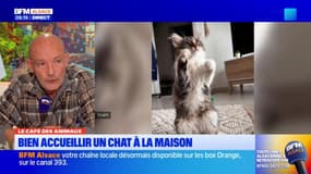 Le Café des Animaux: bien accueilir un chat à la maison