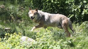 Ce loup gris aurait été aperçu dans la nuit de 7 au 8 avril à une trentaine de kilomètres de Dieppe (illustration)