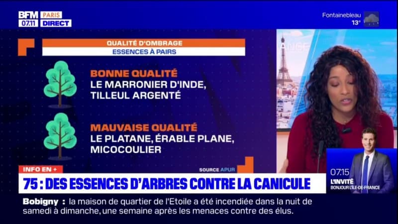 Paris: des essences d'arbres pour faire face à la canicule