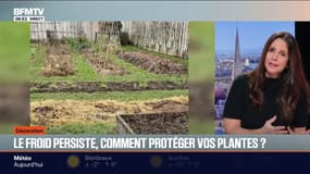 Comment protéger vos plantes du froid ? Les conseils de Caroline Munioz